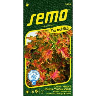 Koleus COLOCHA SCARLET 40pel.*** ***
