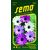 Osteospermum BALADEMIX. *** **