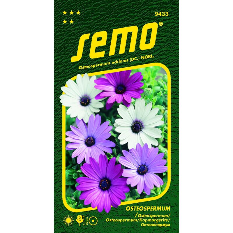 Osteospermum BALADEMIX. *** **