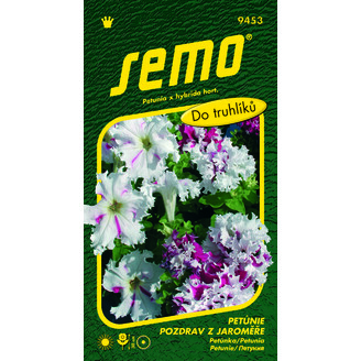 petunie velk.Pozdrav z Jaroměře 50 pel. *** ***