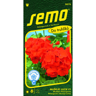 Muškát páskatý LUCIE F1 11s. *** ***